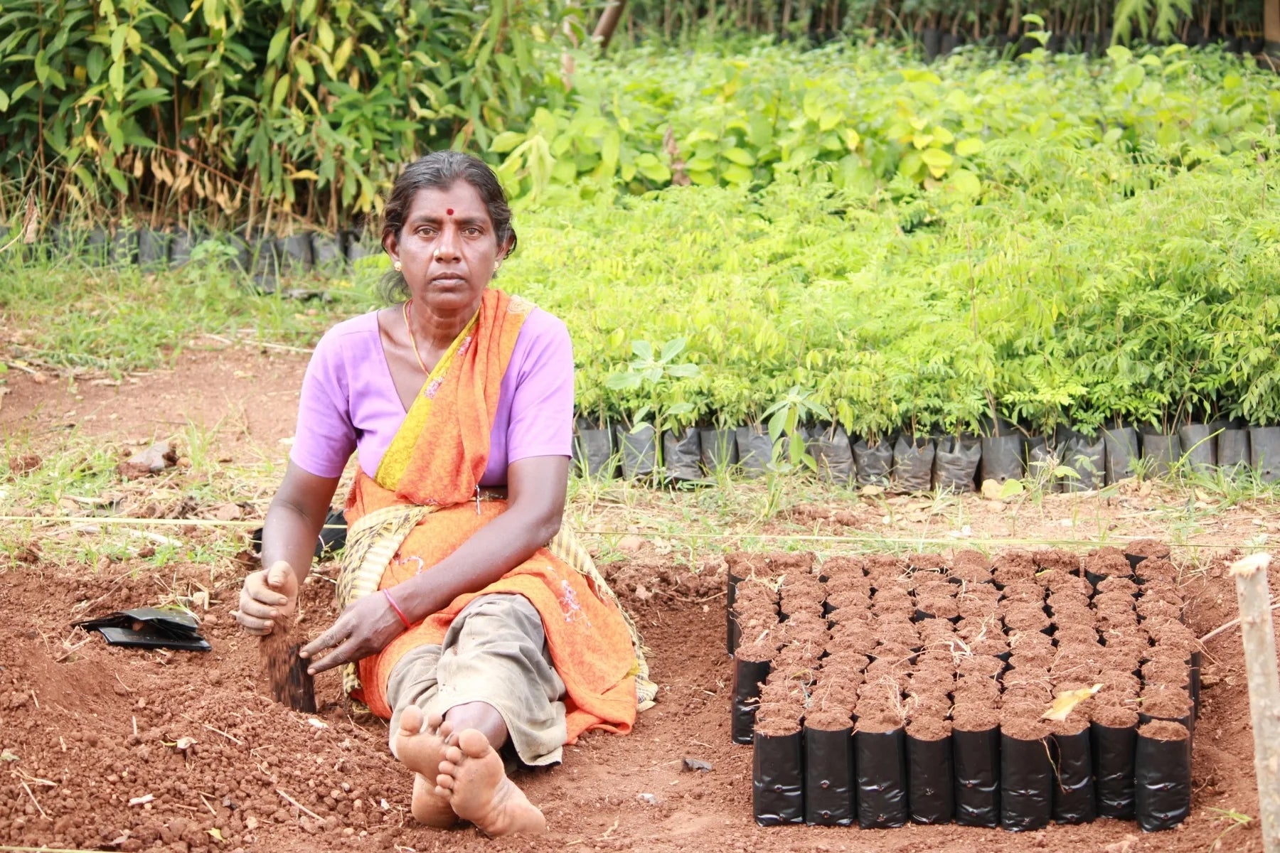 woman nursery india sustainable agroforestry