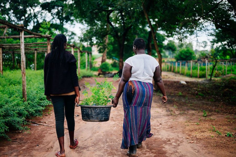 women carrying seedlings uganda