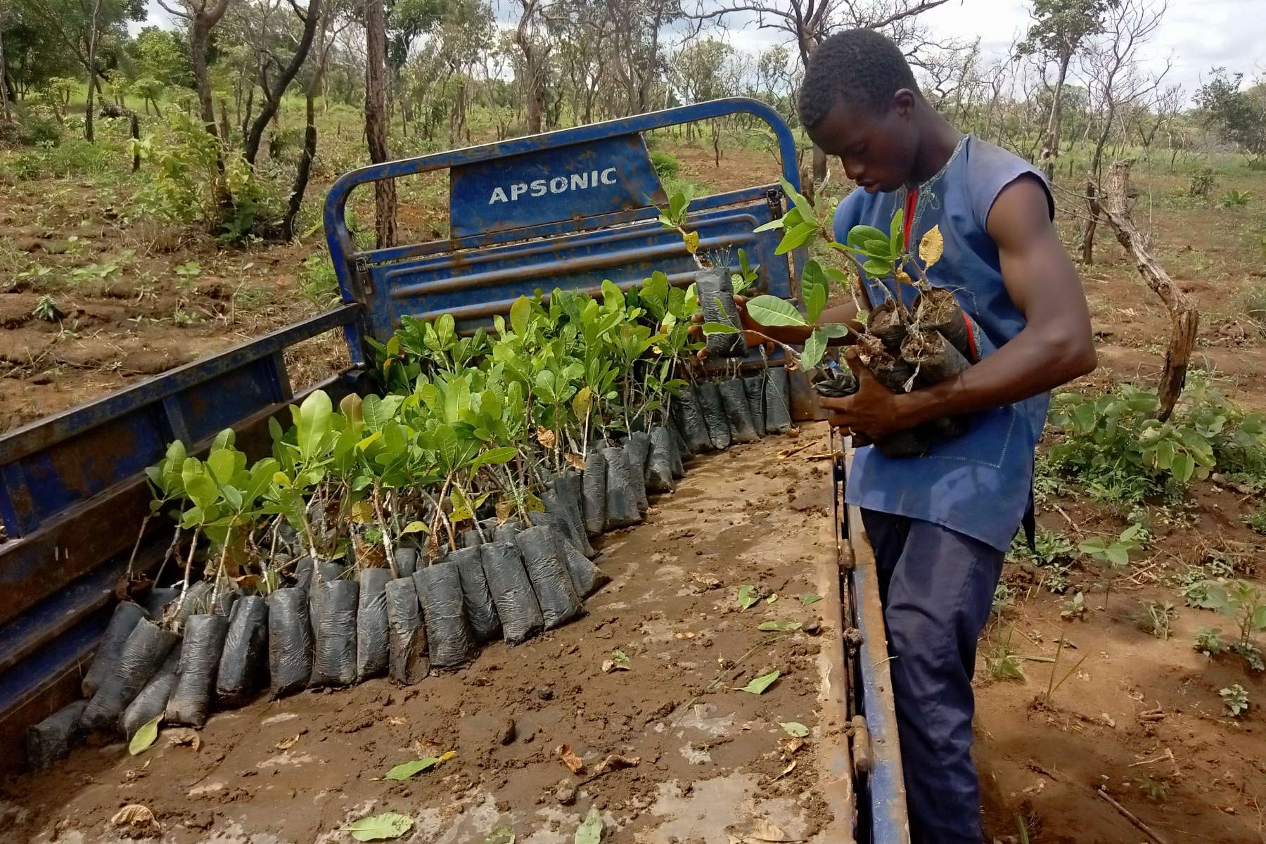 A man stands beside a blue truck bed filled with young green mangroves in black grow bags, holding a small plant in a muddy outdoor field. 
