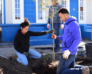Planting trees in communities