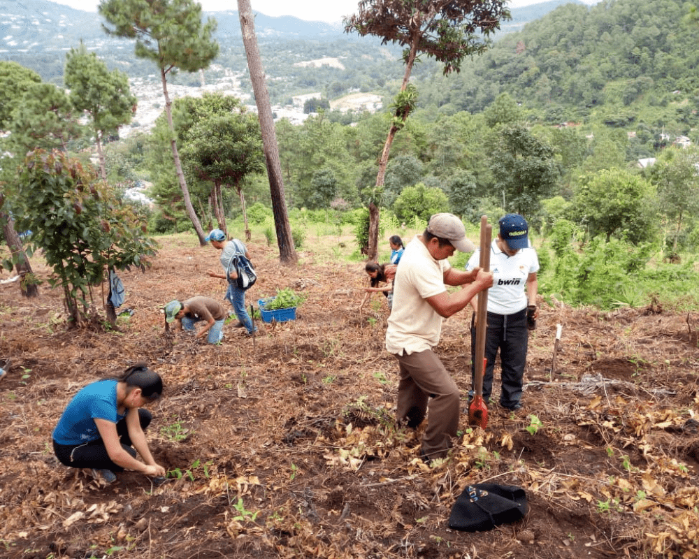 Volunteers planting trees