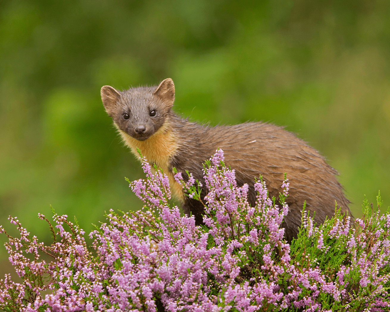 Weasel behind flowers