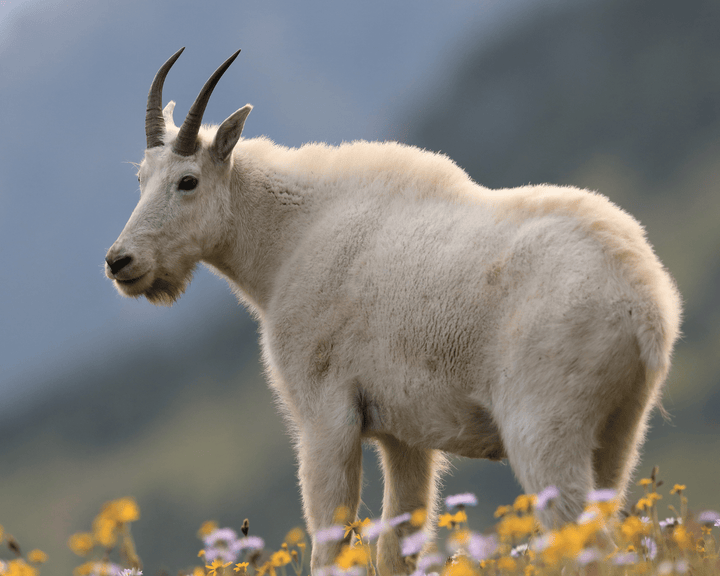Goat walking through flowers