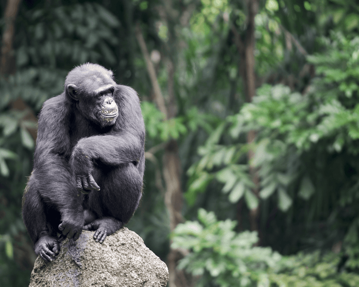 chimpanzee sitting on rock