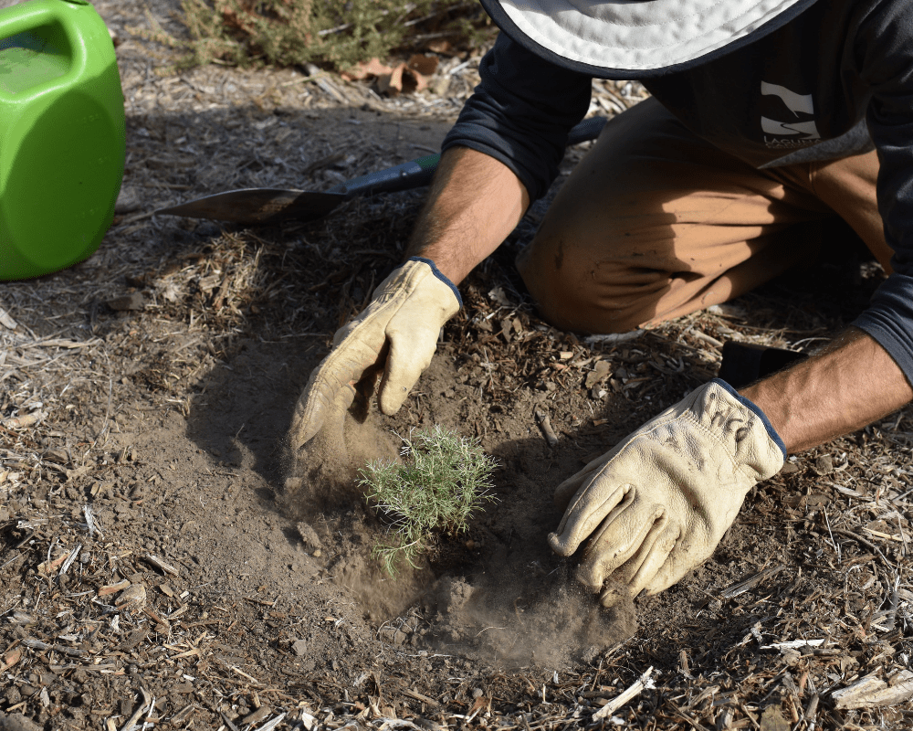 Plant Trees in California - One Tree Planted