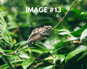 Custom greeting card image 13 - amphibian atop of plant