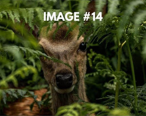 Custom greeting card image 14 - Deer looking through 