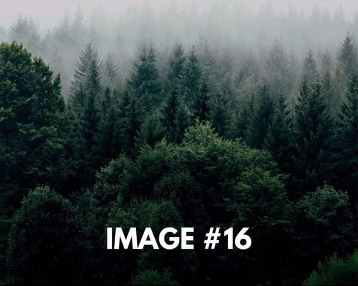 Custom greeting card image 16 - Trees in the woods