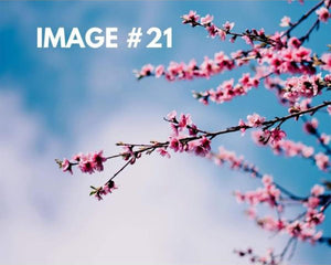 Custom greeting card image 21 - Flowers in the tree
