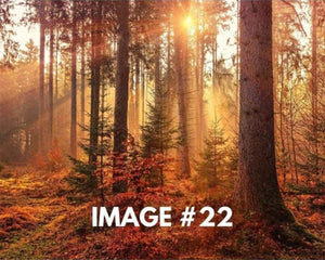 Custom greeting card image 22 - Trees in fall colors