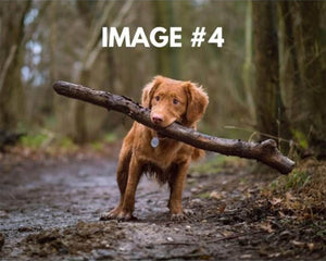 Custom greeting card image 4 - Puppy holding stick in the woods