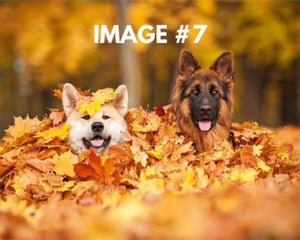 Custom greeting card image 7 - Dogs in leaves