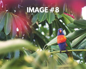 Custom greeting card image 8 - Tropical bird sitting atop of tree