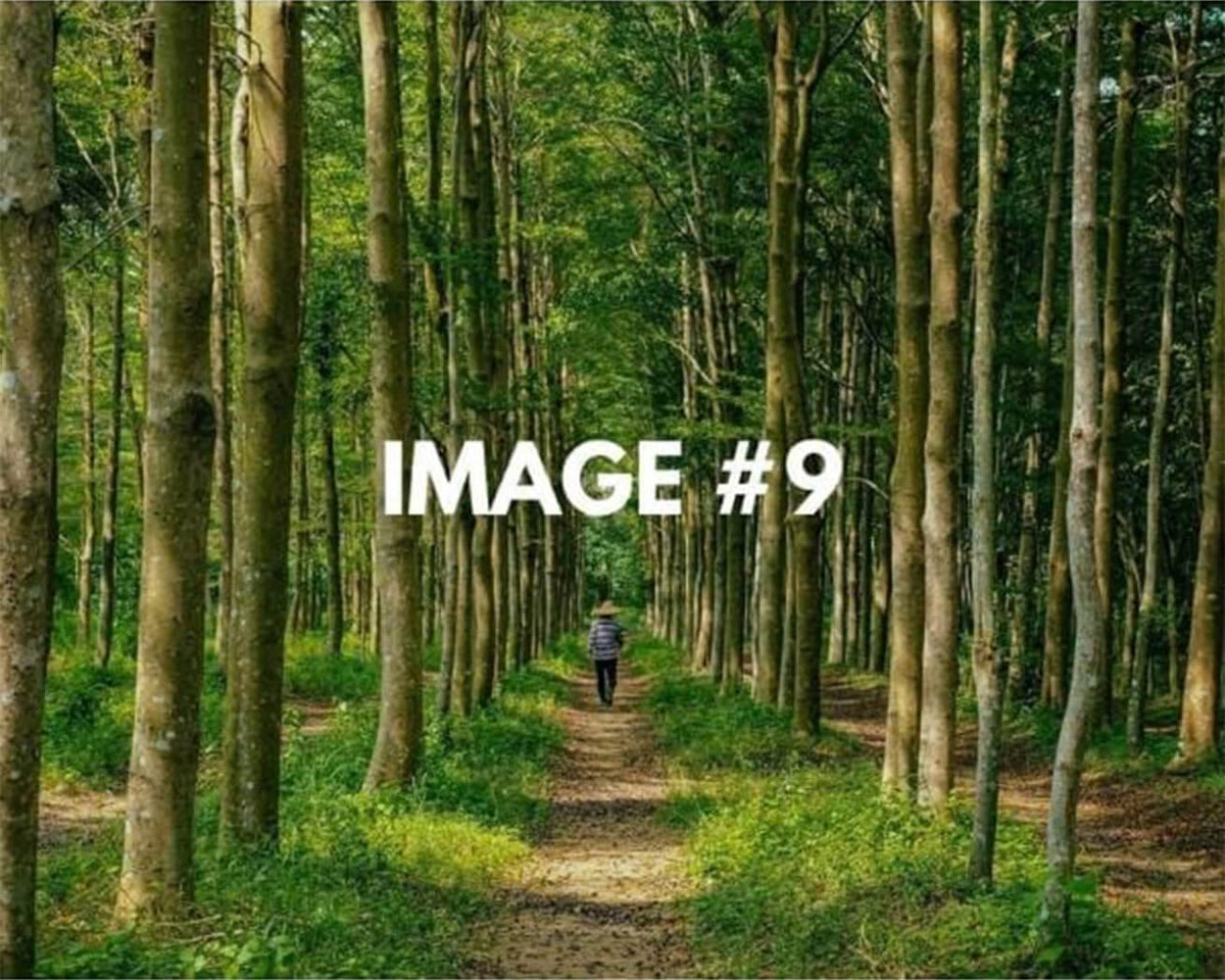 Custom greeting card image 9 - Trees and walking path