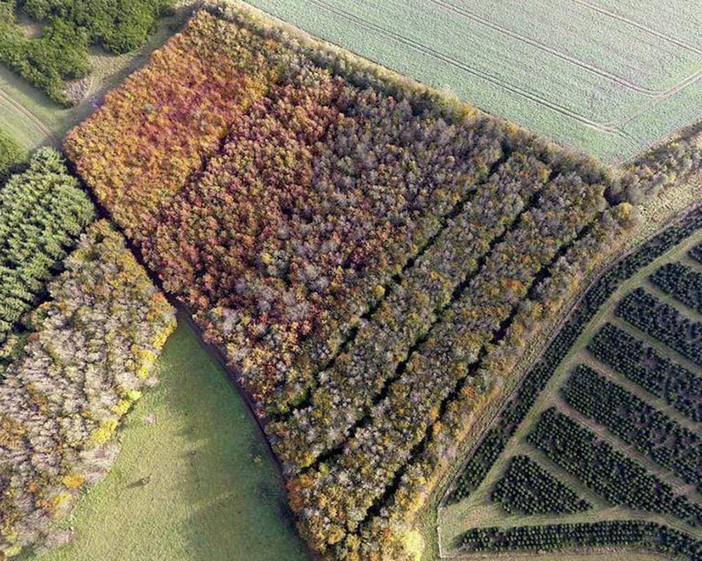 Drone shot of Denmark trees