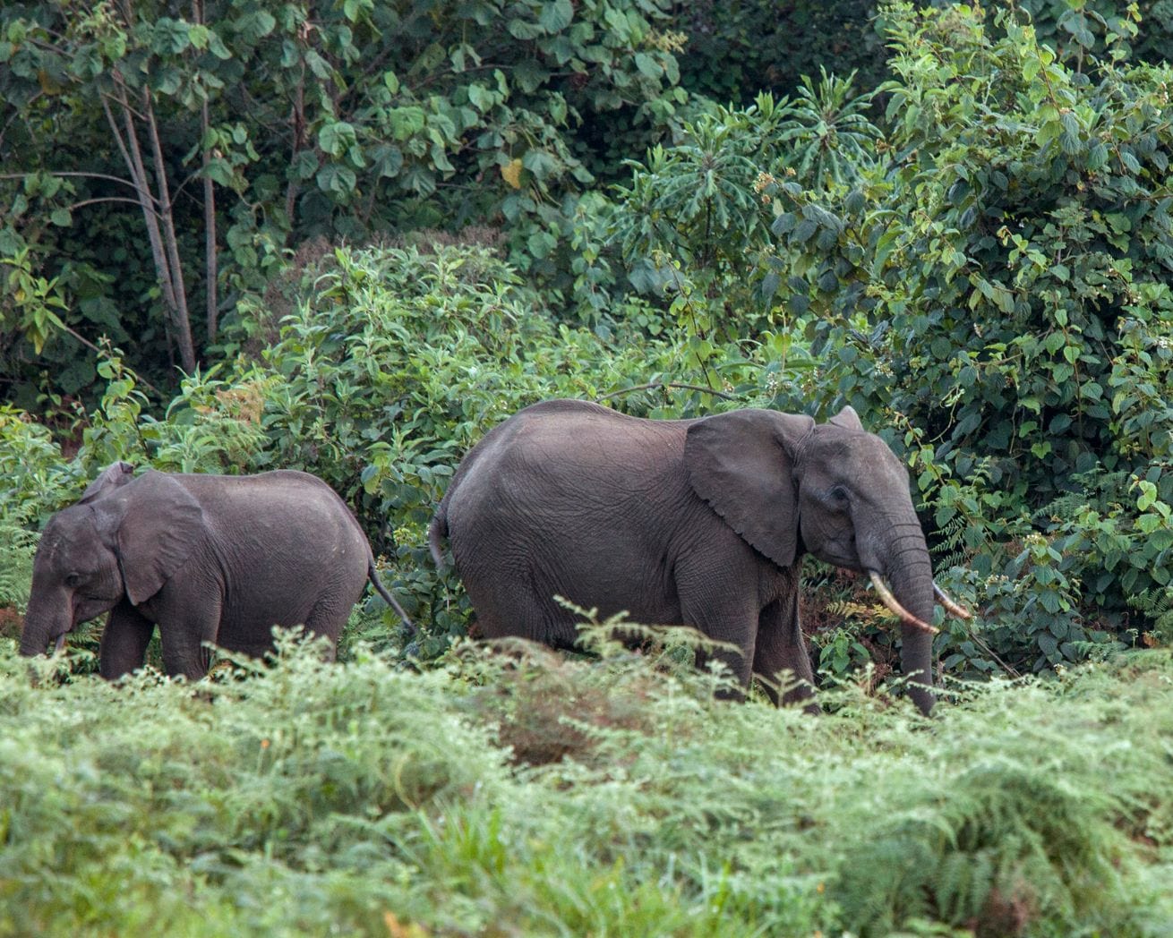 Plant Trees For Impact