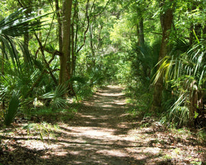 Florida woods