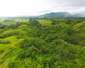 forests in panama