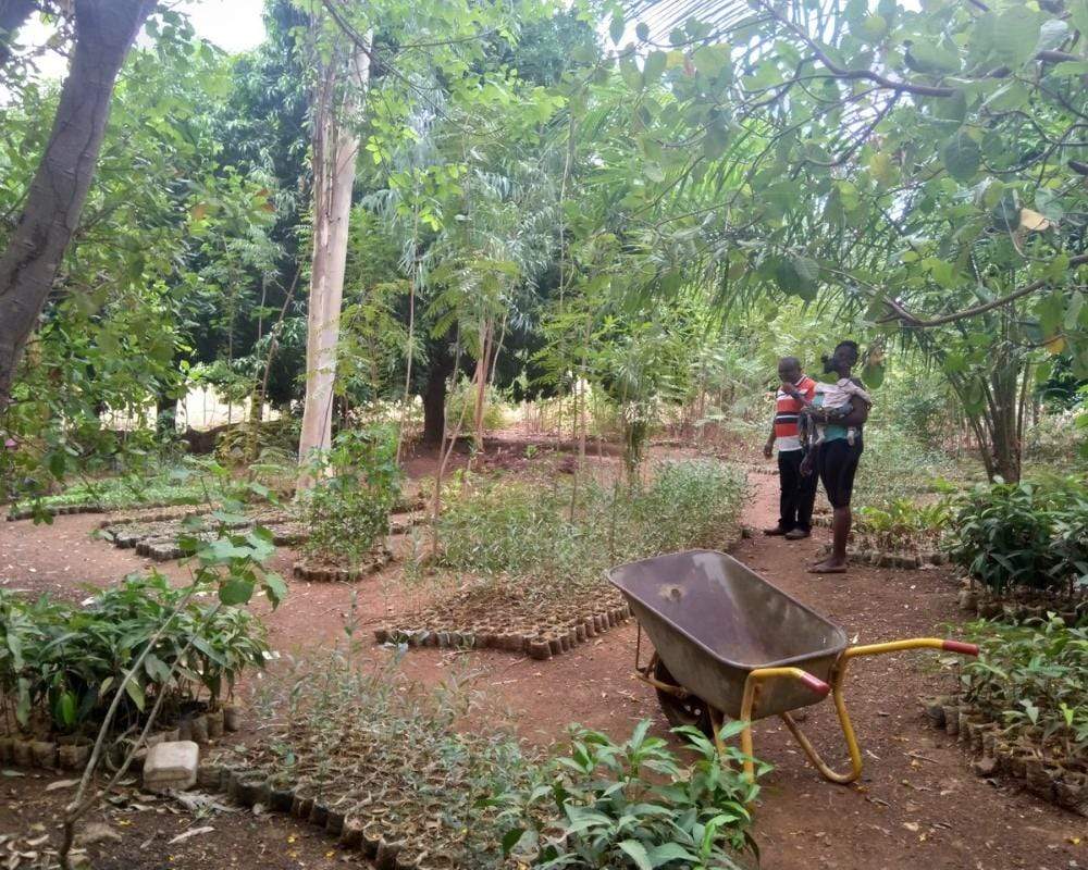 Plant Trees in Ghana - One Tree Planted