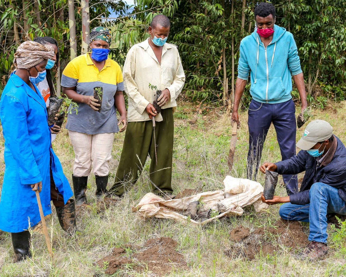 Plant Trees For Impact