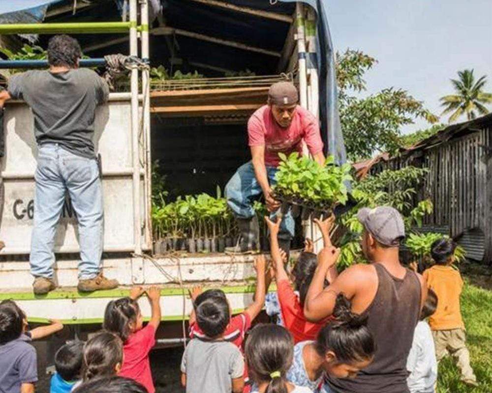 Handing out batches of saplings for tree planting in Guatemala