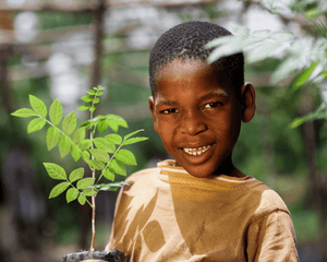 Plant Trees in Haiti - One Tree Planted