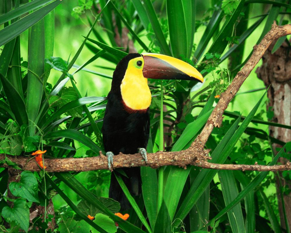 Honduras biodiversity