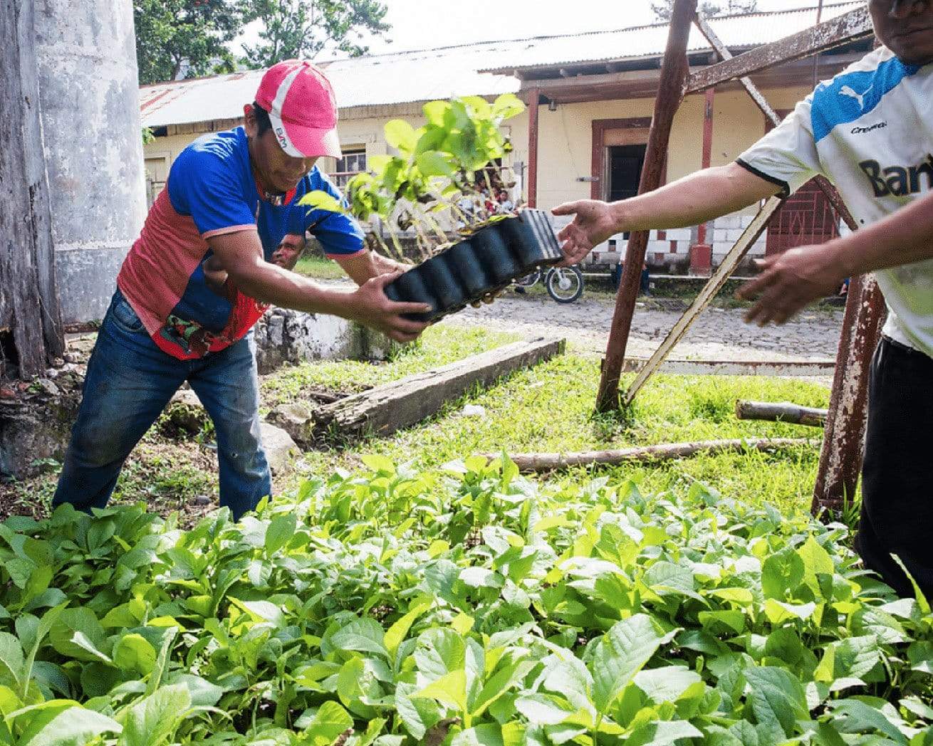 Sorting saplings in Honduras