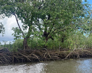 Mature mangroves