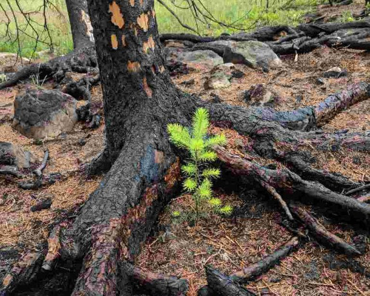 Forest Fire Recovery sapling