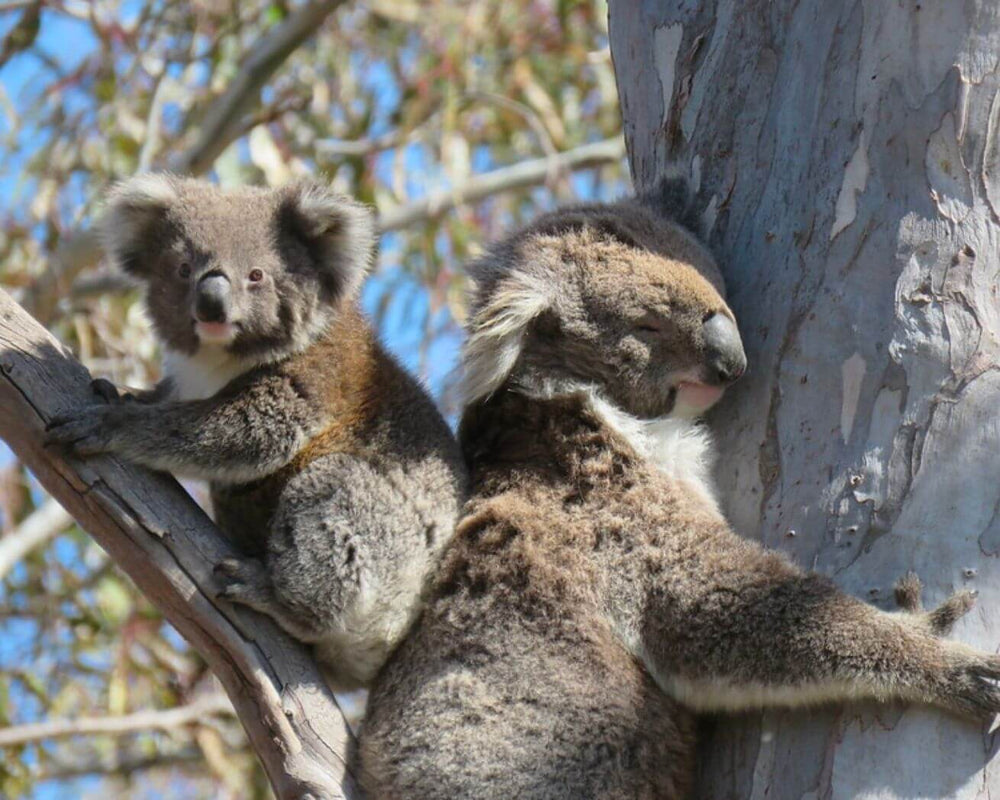 Our Work in Australia | One Tree Planted