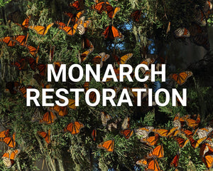 Monarch Restoration Main Image
