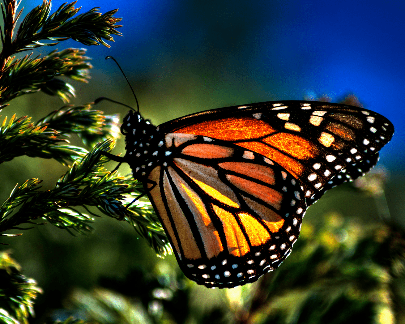 Close up of a monarch butterfly on a tree branch