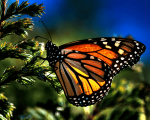 Close up of a monarch butterfly on a tree branch
