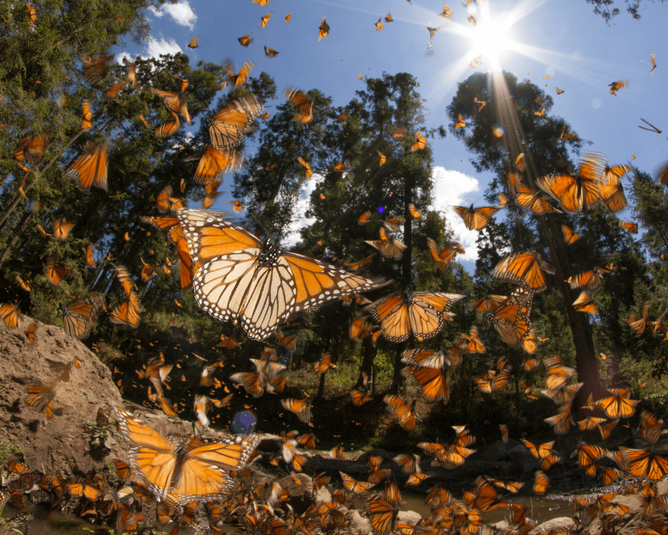 Monarch butterflies flying in a forest in the sunshine 