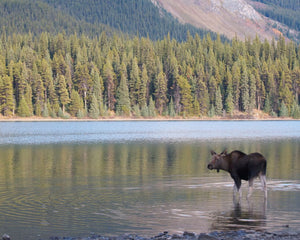 moose in alberta
