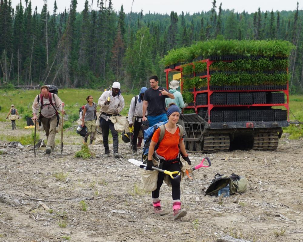 Plant Trees in Quebec - One Tree Planted