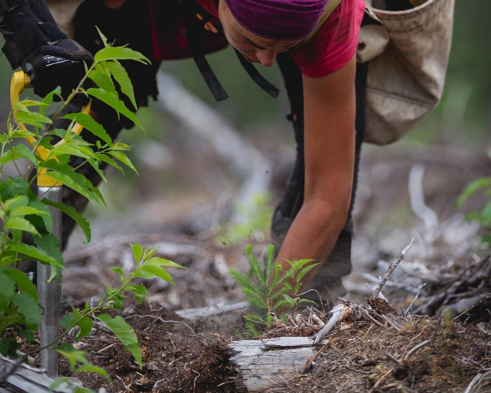 Plant Trees in Quebec - One Tree Planted