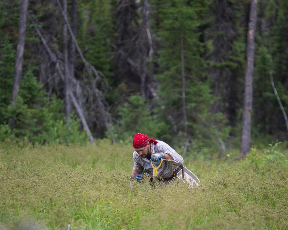 Plant Trees in Quebec - One Tree Planted