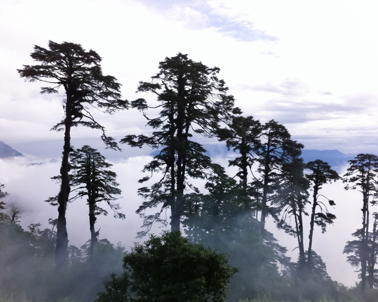 trees in bhutan