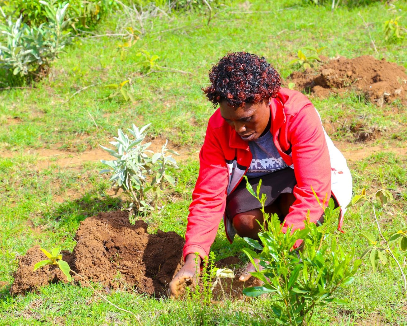 Plant Trees for Impact