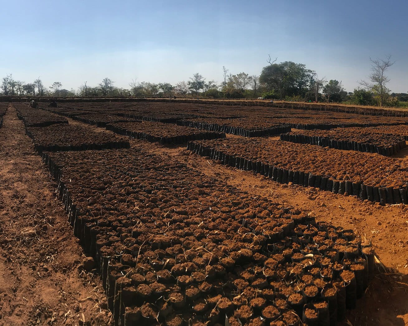 Tree planting site in Africa