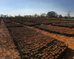 Tree planting site in Africa