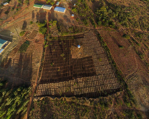 Planting site in Africa