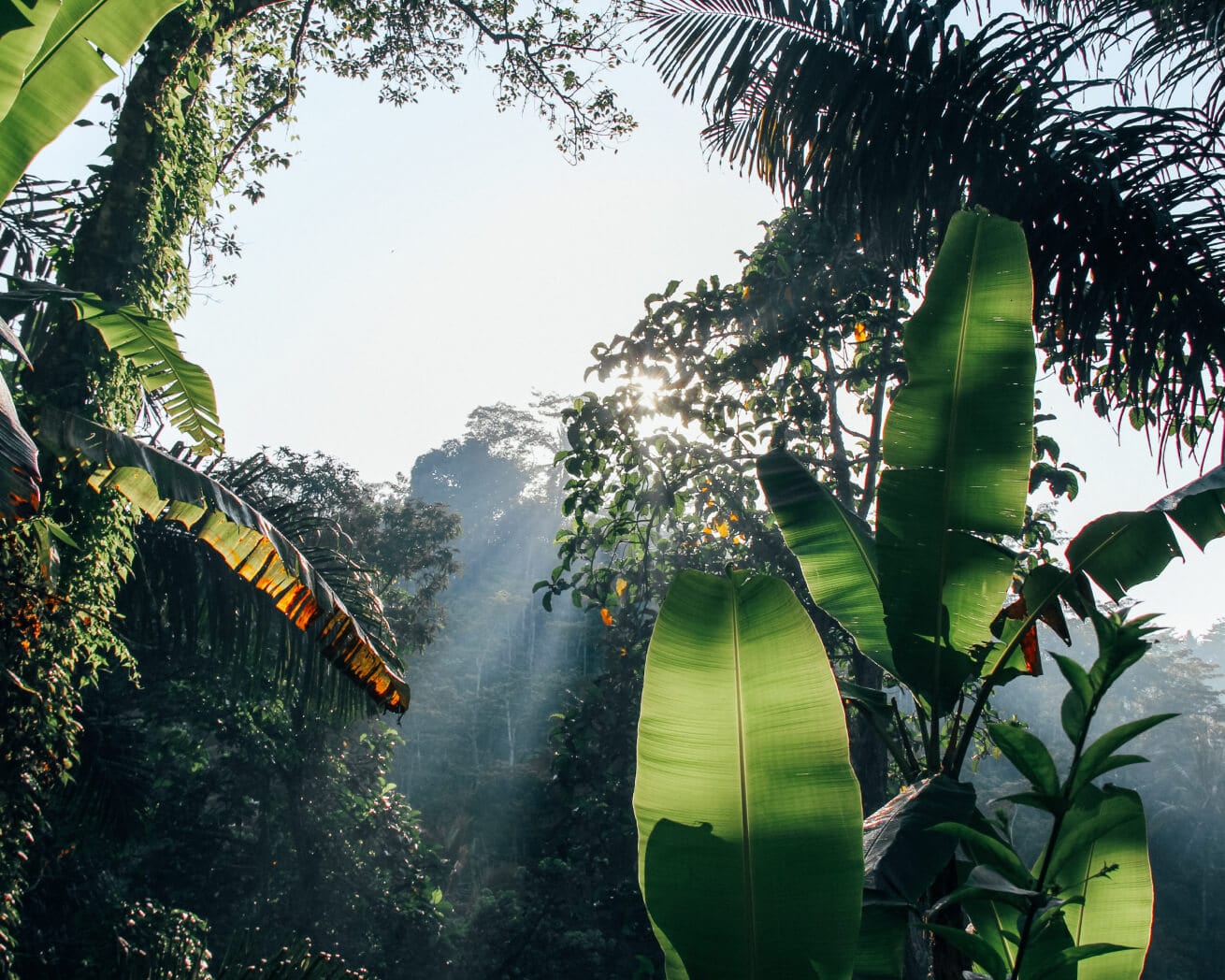 Amazon Rainforest Trees Names