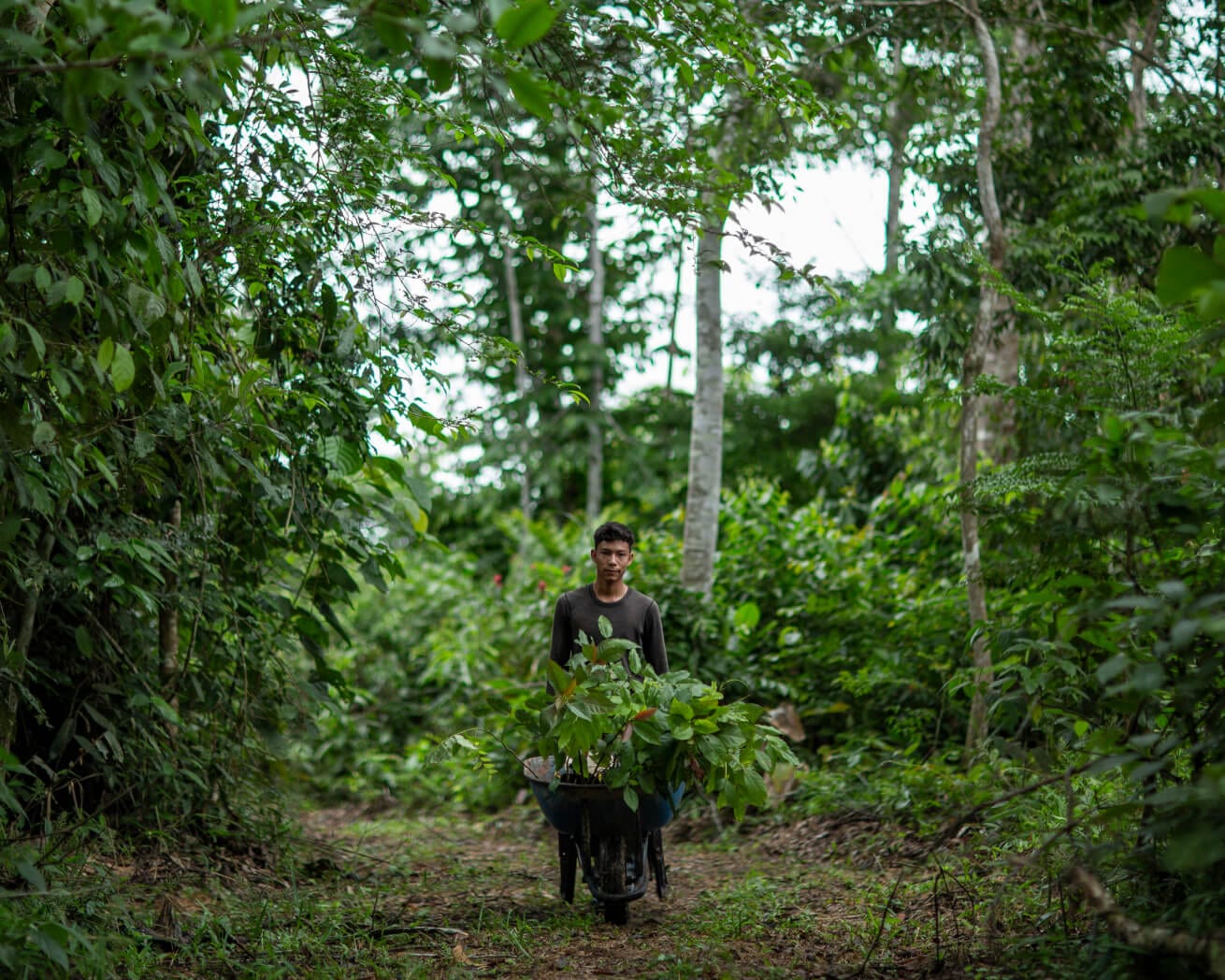 Amazon Rainforest Planting Partner