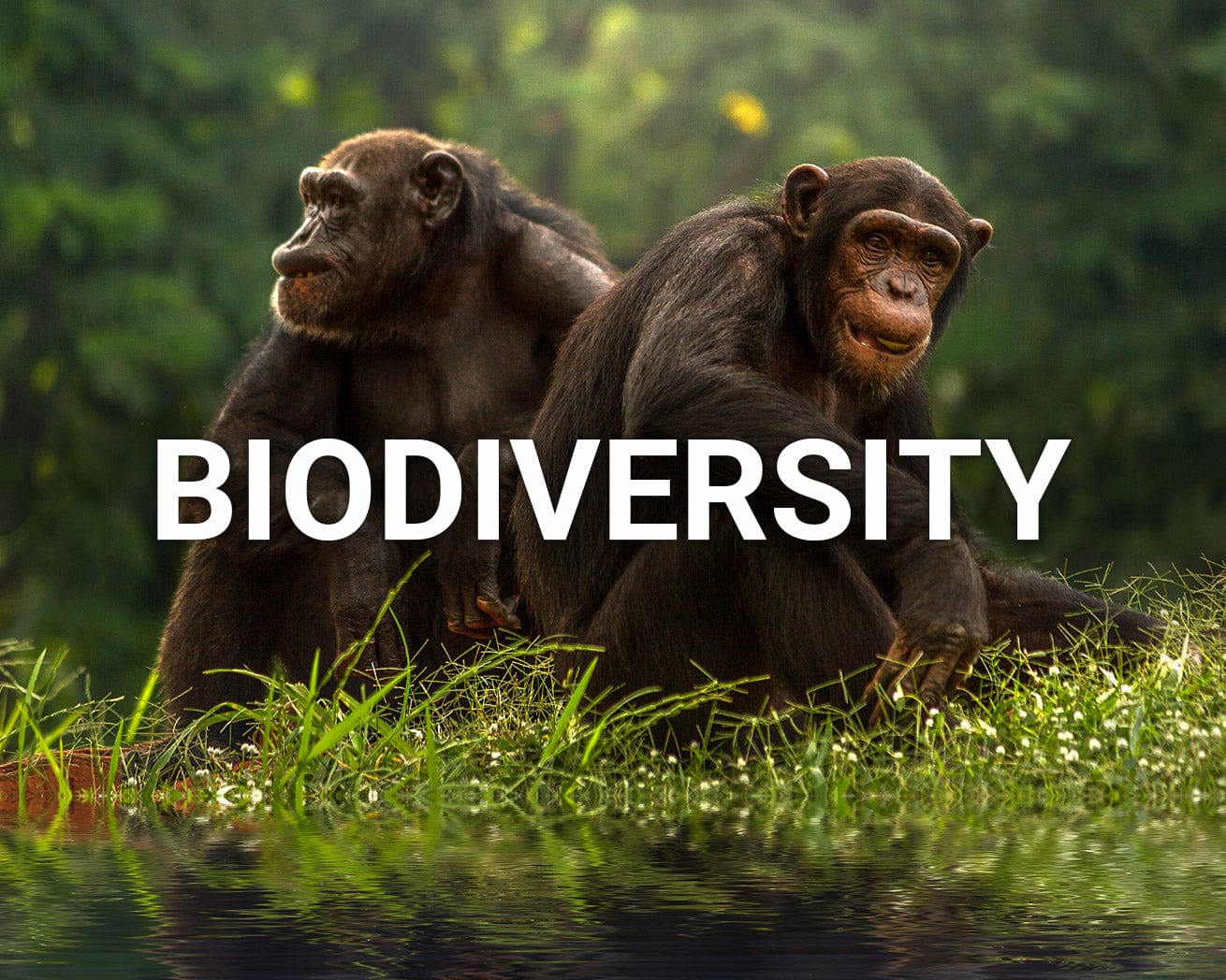 biodiversity main