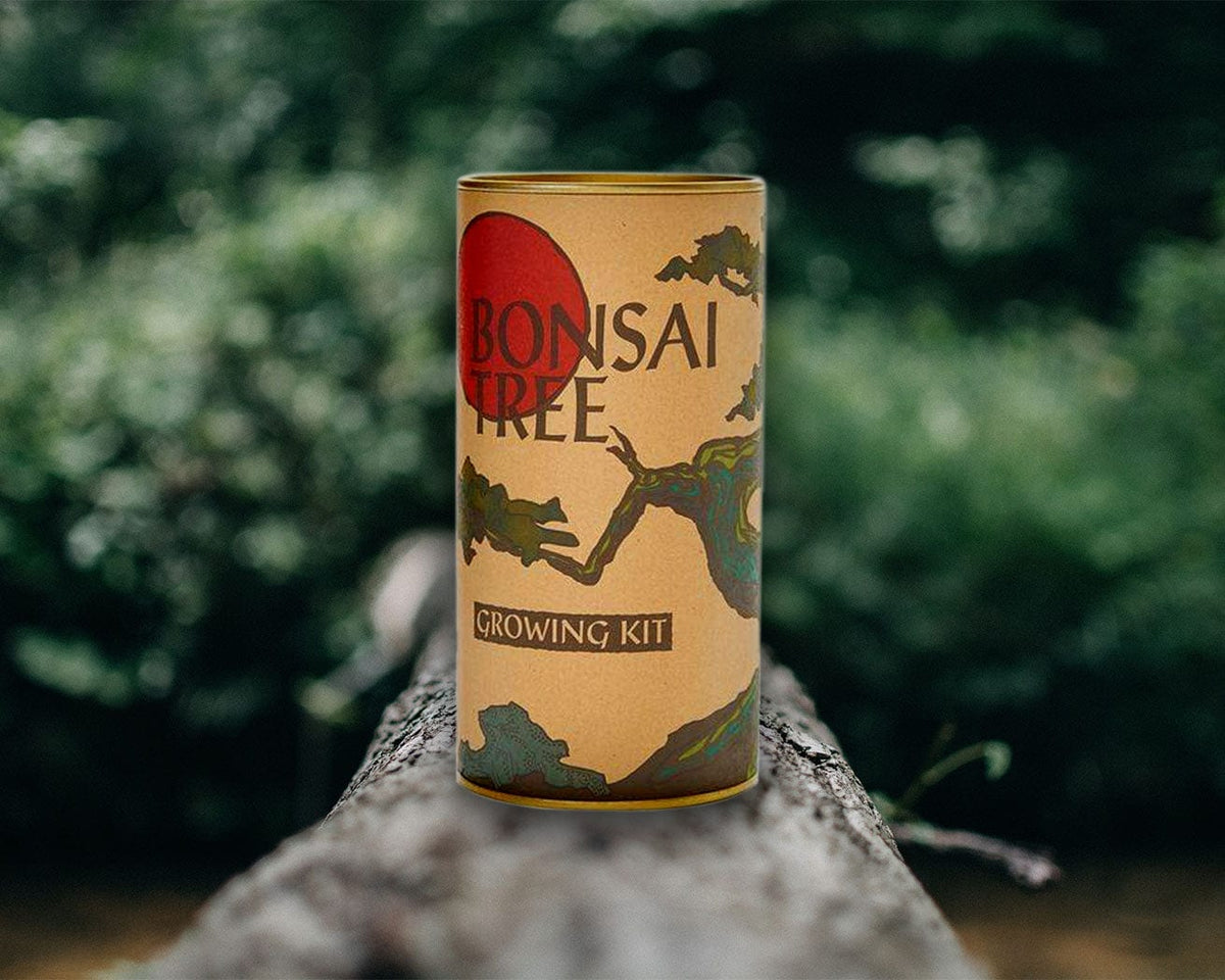 Japanese Maple Bonsai Tree