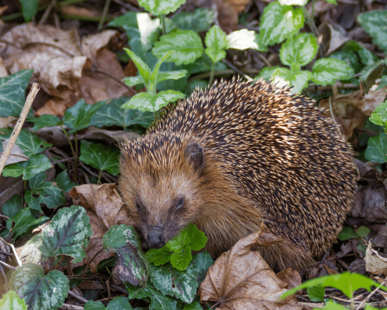 Biodiversity in the United Kingdom