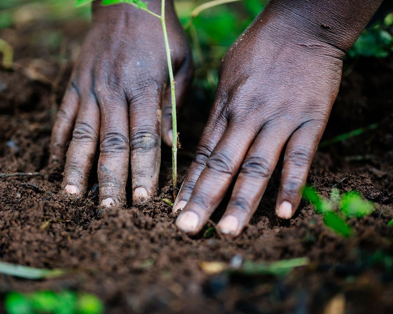 Hands in the dirt planting a sapling